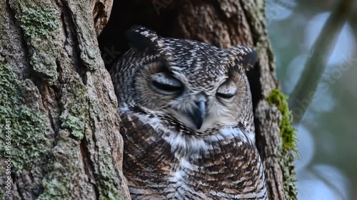 A serene owl resting in tree.