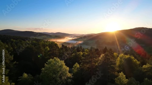 Aerial view of forest landscape at sunrise.