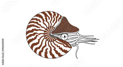 A detailed illustration of a Nautilus shell with tentacles and a brown shell pattern on a plain background