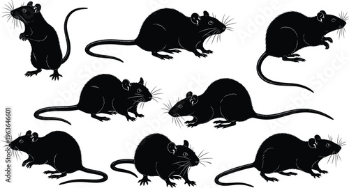 Set of realistic rat silhouettes in various poses isolated on white background, rodent collection illustration, animal behavior study, pest control concept design