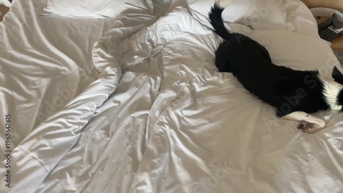 Border collie puppy rolling on the bed having zoomies after wash