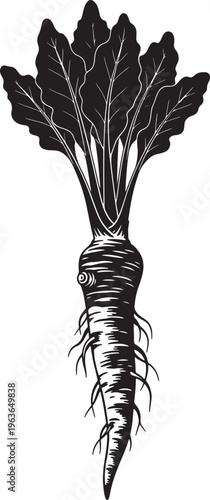 Horseradish root with fresh leafy greens for passover seder plate representing maror bitter herbs in jewish religious tradition and holiday feast.