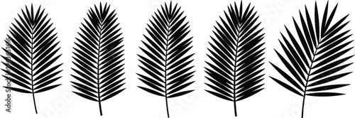 Palm leaves silhouettes set featuring tropical foliage shapes isolated black botanical elements for nature design summer decoration and exotic plant illustration