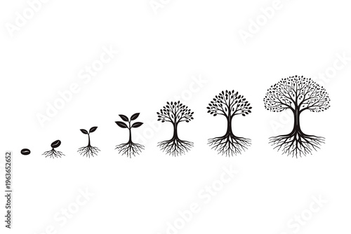 Life cycle stages of a tree from seed to mature height