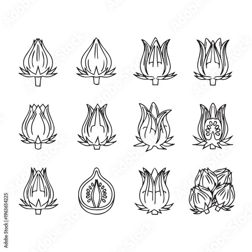 Artichoke Buds and Cross-Sections Line Art Illustrations Botanical Study Minimalist Vector Graphics