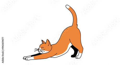 An orange cat stretching in a downward-facing dog position