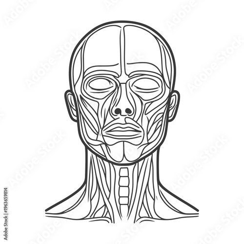 Detailed anatomical depiction of human head and neck muscles