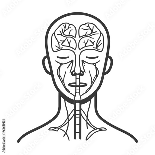 A diagram depicting the human head with its internal brain features