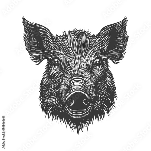 A Detailed Black And White Illustration Of A Wild Boar Head