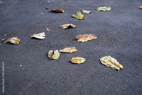 Fotografie The dry leaves scattered on the rough asphalt road surface are dark gray in color