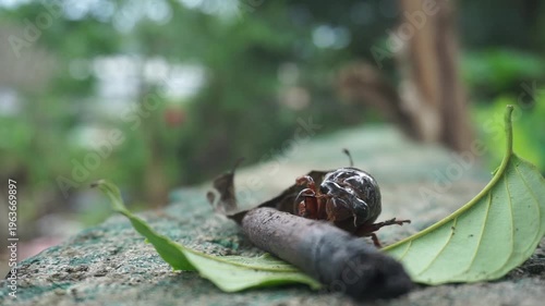 A shiny brown cicada with clearly defined body segments on a rough, grayish rock surface. near a wilted green leaf.