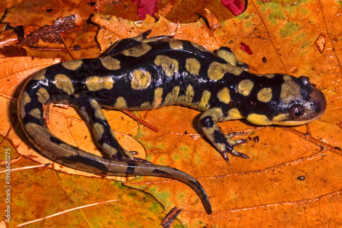 Eastern Tiger Salamander, Ambystoma tigrinum, on brown leaf litter