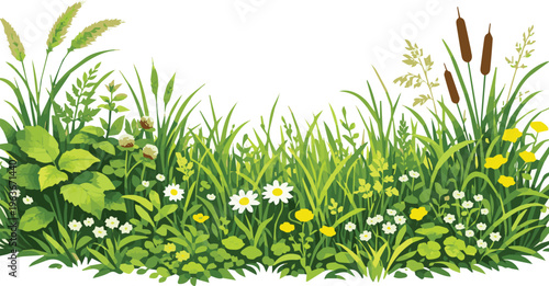 Generate a kinds of deferent grass Dense green grass and natural ground vegetation forming a fresh, wild meadow vector art with white background.