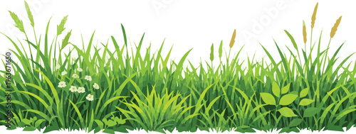 Generate a kinds of deferent grass Green grass meadow field with fresh foliage, natural lawn landscape outdoors. vector art with white background..