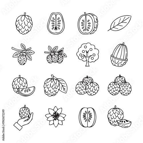 Exotic Fruits and Leaves Collection Hand Drawn Botanical Icons Minimalist Style