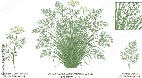 Generate a realistic kinds of deferent dill Green ornamental grass plant natural foliage with fresh and minimal botanical style. vector art with white background..