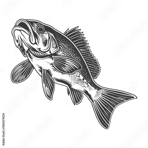 A detailed graphic illustration of a single freshwater fish