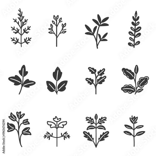 Black and white vector drawings of varied leaf specimens displayed