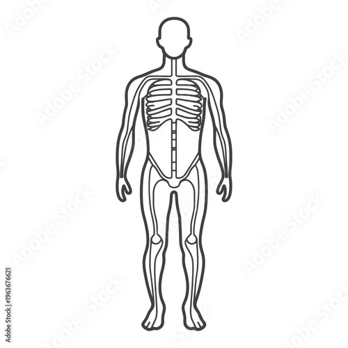 Simplified anatomical illustration of the human skeletal framework standing upright