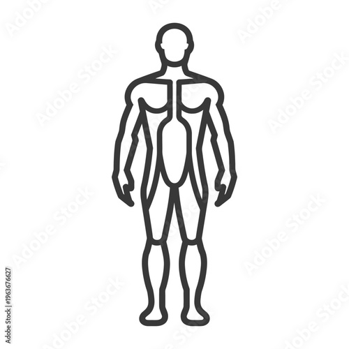 Outline drawing of the complete human male body structure