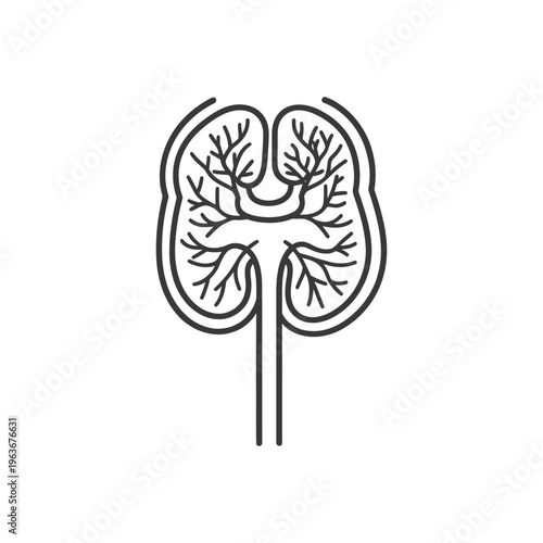 An anatomical depiction of a stylized human kidney organ