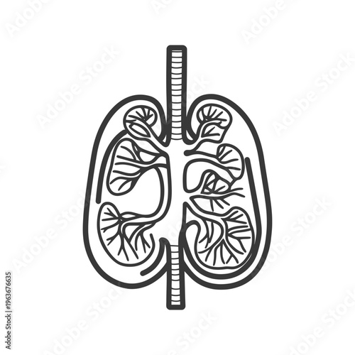 An artistic representation of the human lung anatomy illustration