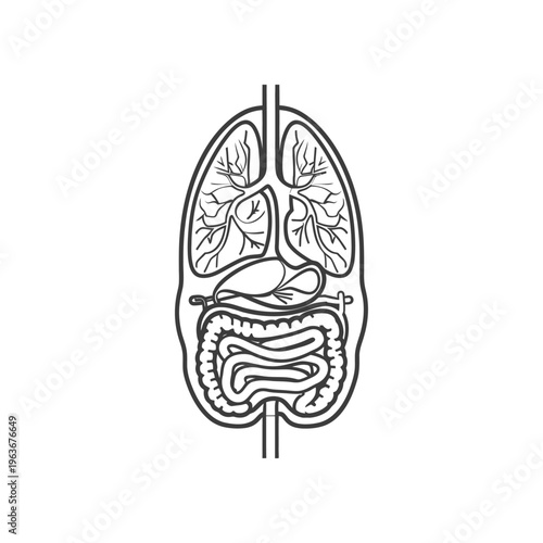 An outline diagram depicting human internal organs of the body