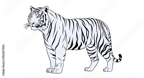 A black and white illustration of a tiger.