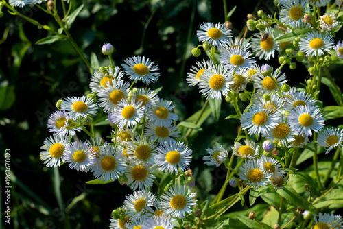 Einjähriges Berufkraut, erigeron annuus mit zungenförmigen weiß gelben Blüten