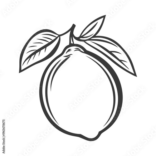 A single lemon with green leaves on a white background