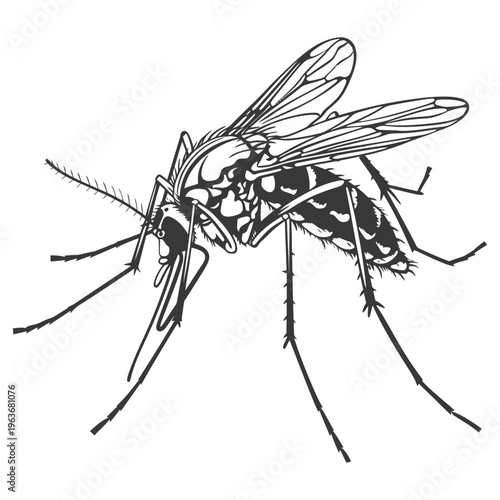 A detailed black and white illustration depicts a mosquito insect