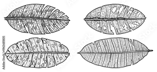 Set of tropical banana leaves in vintage hand drawn botanical style