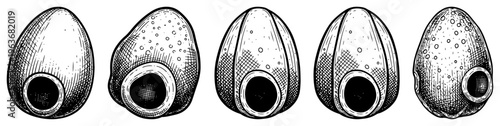 Set of five mysterious alien eggs or biological pods in vintage etching style