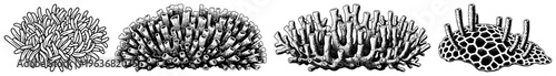 Set of four different sea coral reef plants in vintage etching engraving style