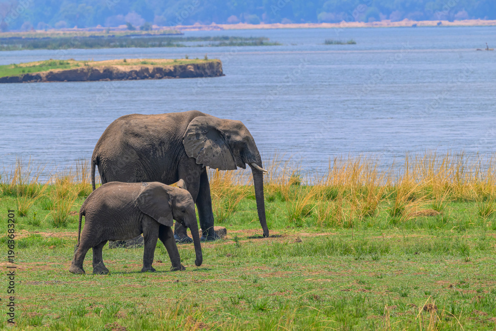 Fototapeta premium Elephant and juvenile walking near river in savanna