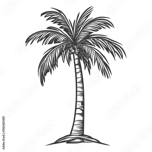 A detailed black and white illustration of a tropical palm tree