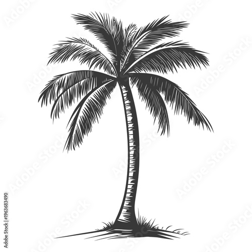 A black and white illustration of a tropical palm tree