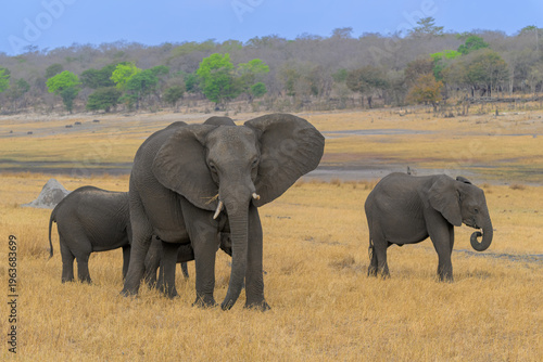 Photography Elephant herd standing in dry grassland