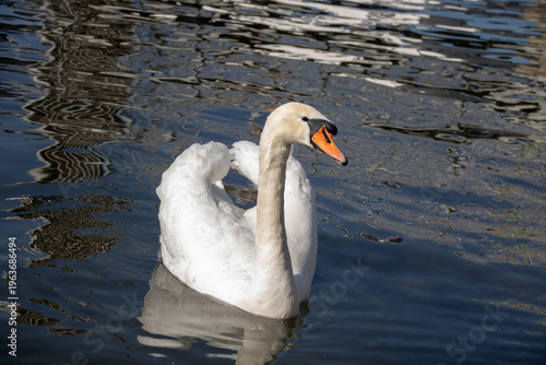Beautiful swan is swimming on a lake