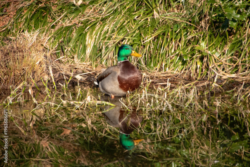 Male Mallard Duck mirroring in lake 