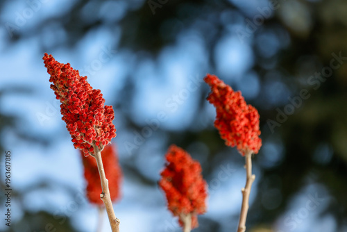 Cuadro en lienzo Une branche de sumac vinaigrier. Quebec, Canada.
