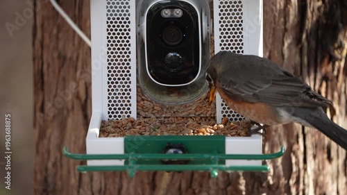 Wild Robin Perched in the morning.