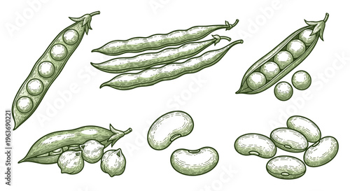 Collection of fresh peas, beans, and chickpeas in a vintage engraved style illustration