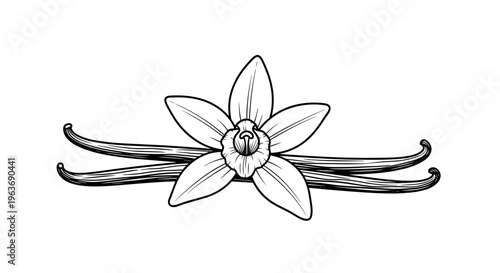 Elegant line art illustration of a vanilla orchid flower with two vanilla beans