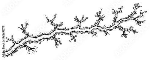 Artistic hand drawn engraving of a decorative branching organic root or tree limb with small buds