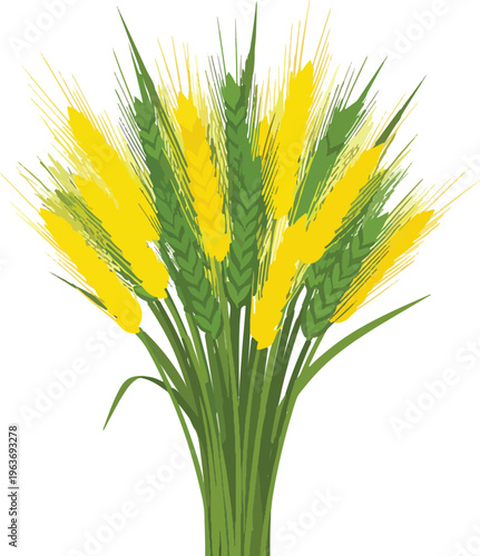 Freshly harvested bundle of green and golden yellow wheat stalks on transparent background vector illustration.