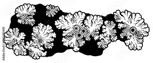 Organic hand drawn lichen and moss shapes with cross hatching texture on black background