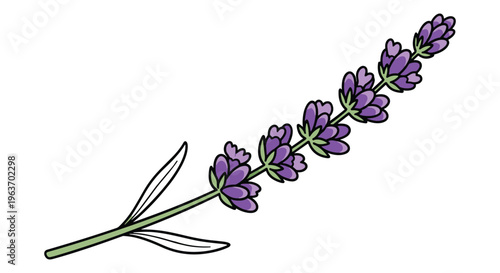Lavender branch, purple flowers, floral illustration, vector graphics