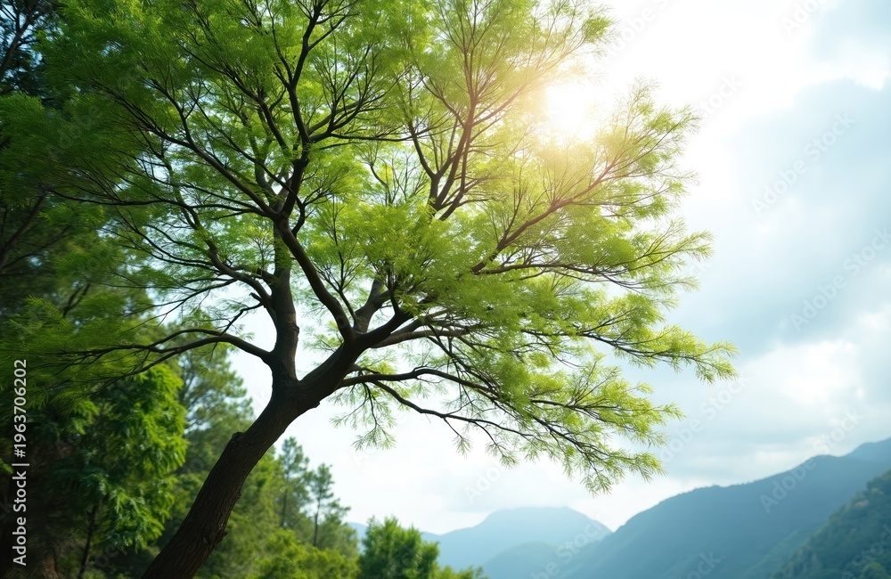 Naklejka premium Bright sun shines through delicate green leaves on a sprawling tree branch. Distant misty mountains meet a hazy sky with scattered clouds. Nature scene offers peaceful outdoor beauty.