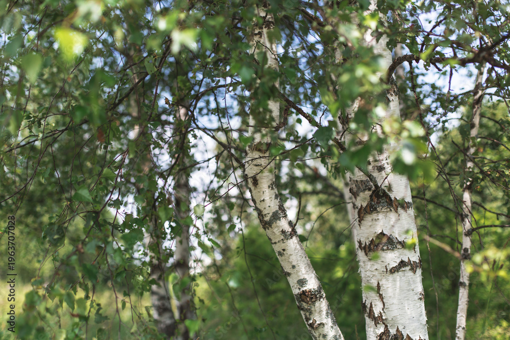 Fototapeta premium White birch trees with peeling bark and green leaves in a summer forest, symbolizing natural purity, calmness, and connection with nature
